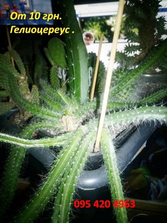 Кактусы, суккуленты
Кактусовые (Cactaceae), включающий около 300 видов, разнооб. . фото 7