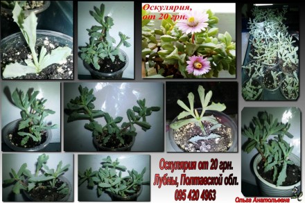 Оскулярия (oscularia), суккулент.. Лубни. фото 1 Оскулярия (oscularia), суккулент.. Лубни. фото 1