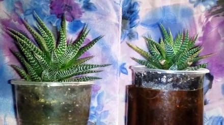 Хавортия зебра(Zebra Haworthia)
Хавортия является довольно необычным суккулентн. . фото 3