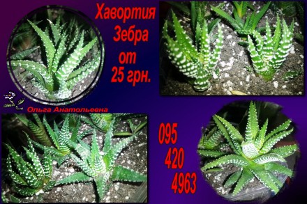 Хавортия зебра(Zebra Haworthia)
Хавортия является довольно необычным суккулентн. . фото 2