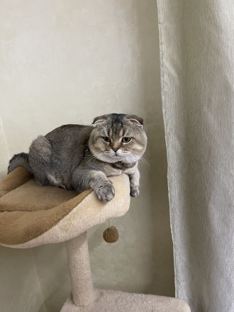 Опытный Золотой Вислоухий кот ждет кошек для вязки. Коту полтора года. Вашу кошк. . фото 2