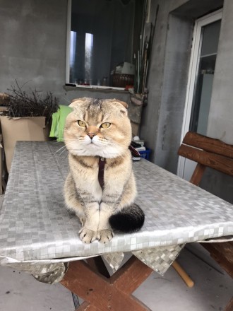 Опытный Золотой Вислоухий кот ждет кошек для вязки. Коту полтора года. Вашу кошк. . фото 4