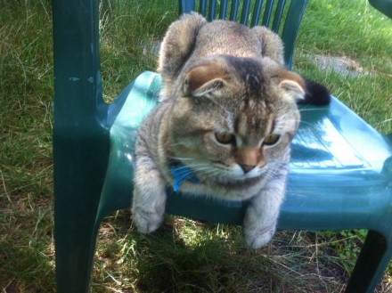 Опытный Золотой Вислоухий кот ждет кошек для вязки. Коту полтора года. Вашу кошк. . фото 3