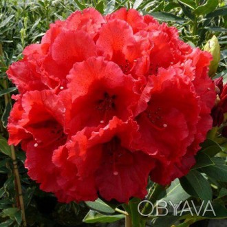 Рододендрон Ред Джек / Rhododendron Red Jack
Вечнозеленый гибридный сорт.
Цветет. . фото 1