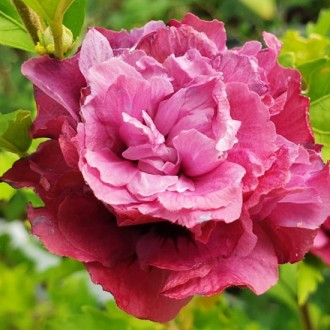 Гибискус сирийский Дюк де Брабант / Hibiscus syriacus Duc de Brabant. Балаклія. фото 1 Гибискус сирийский Дюк де Брабант / Hibiscus syriacus Duc de Brabant. Балаклія. фото 1