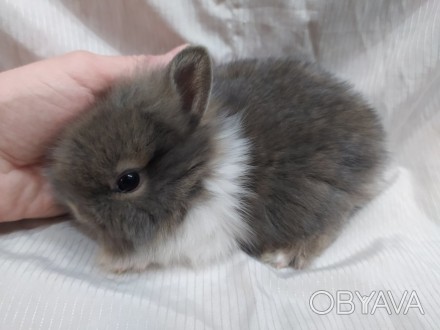 Декоративный торчеухий кролик - наилучший подарок ко Дню Влюблённых. Кролик - от. . фото 1