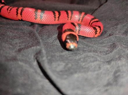 Гондураська молочна змія відмінно підійде для новачка і професіонала.
За характе. . фото 4