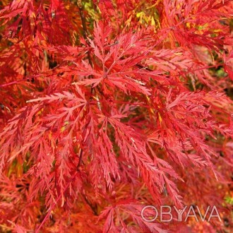 Клен японский Эмеральд Лейс / Acer palmatum Emerald Lace
Один из самых выносливы. . фото 1