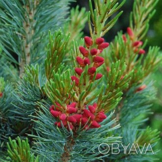 Сосна японская Бергман​​​​ / Pinus parviflora Bergman 
Редкая медленно растущая,. . фото 1