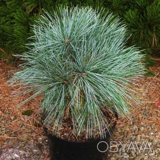 Сосна веймутова Мери Батлер / Pinus strobus Mary Butler
Новый сорт карликовой со. . фото 1