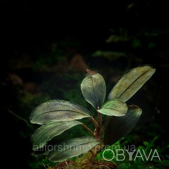 Bucephalandra sp. Brownie Merah Muda - редкое аквариумное растение из семейства . . фото 1