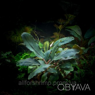 Bucephalandra sp. Bungan - редкое аквариумное растение из семейства Ароидные.
В . . фото 1