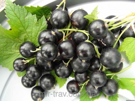 Смородина черная ягоды –лат. RIBES NIGRUM – сем. Крыжовниковых. С детства знаем . . фото 3