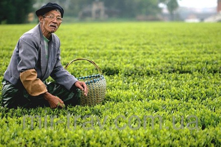 Лунцзин, колодец дракона ― зеленый китайский чай из провинции Чжэцзян. Самый зна. . фото 3