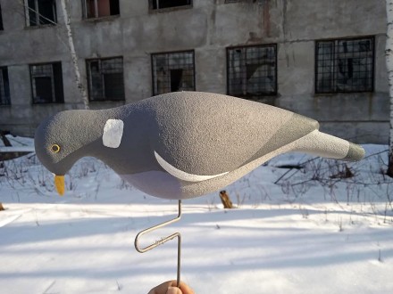 Полнообъёмное чучело кормящегося лесного голубя- вяхиря (витютень) производства . . фото 8