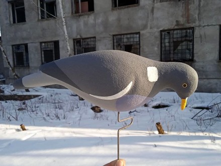 Полнообъёмное чучело кормящегося лесного голубя- вяхиря (витютень) производства . . фото 9