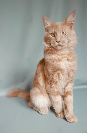 Котята  Чисто кровный Мейн кун мальчик Алекс кремовый на серебре с отличной родо. . фото 2