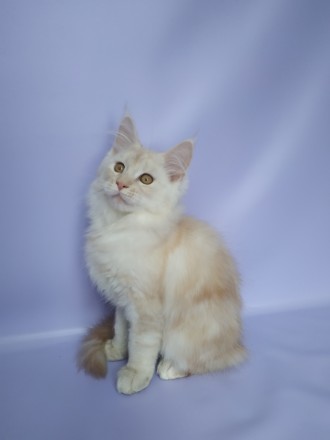 Котята Мейн кун мальчик Красное серебро 4 месяца плановые , клубные с отличной р. . фото 3