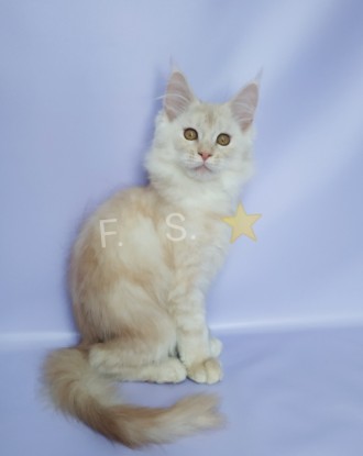 Котята Мейн кун мальчик Красное серебро 4 месяца плановые , клубные с отличной р. . фото 2