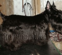 Качественная стрижка, тримминг собак, стрижка котов без транквилизаторов, мытье . . фото 6