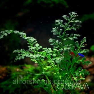 У нас Вы можете купить Папоротник Bolbitis sp. from Bali
Оптимальные условия сод. . фото 1