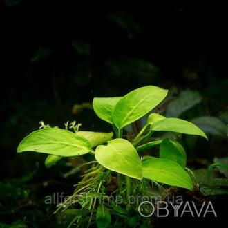 Anubias nana Golden - редкий, селекционный вид карликового анубиаса. Благодаря с. . фото 1