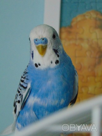 Продаю волнистых попугаев.В наличии фиолетовые и синие цвета.  Молодняк, возраст. . фото 1