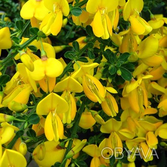 Ракитник венечный Голден Санлайт / Cytisus Golden Sunlight
Декоративный листопад. . фото 1