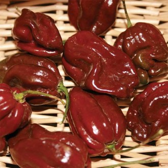 Семена перца острого Habanero Chocolate. Миколаїв. фото 1 Семена перца острого Habanero Chocolate. Миколаїв. фото 1