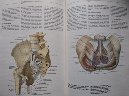 4 том Атлас анатомии человека Синельникова о нервной системе и органах чувств
Со. . фото 5