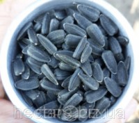 
Семена подсолнечника НС Пегас (НС Х 6341) - новейший гибрид от компании Евросем. . фото 7