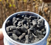 
Семена подсолнечника НС Пегас (НС Х 6341) - новейший гибрид от компании Евросем. . фото 6