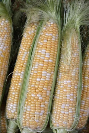 Сахарная кукуруза Мраморная F1, Sh2, биколор 200 семян на 30 м²
Суперсладких гиб. . фото 2
