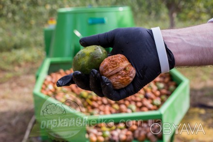 Промышленная линия для мойки грецкого ореха