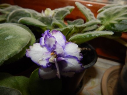 Крупные волнистые густо махровые белые цветы с сине-фиолетовым глазком и такой ж. . фото 5