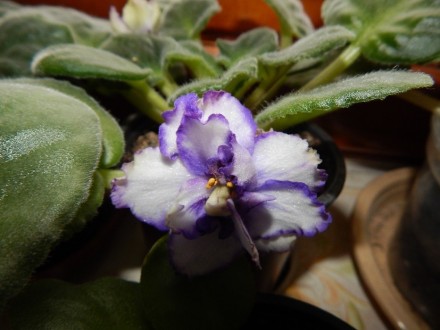 Крупные волнистые густо махровые белые цветы с сине-фиолетовым глазком и такой ж. . фото 4