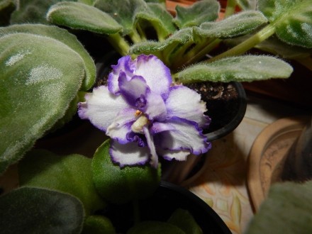 Крупные волнистые густо махровые белые цветы с сине-фиолетовым глазком и такой ж. . фото 2