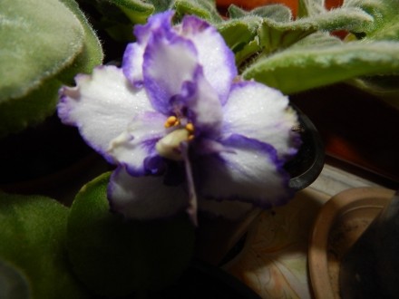 Крупные волнистые густо махровые белые цветы с сине-фиолетовым глазком и такой ж. . фото 3