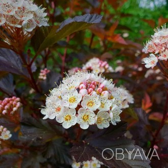 Пузыреплодник Литл Джокер / Physocarpus Little Joker
Куст очень компактный и гус. . фото 1