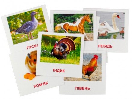 Картки, на кожній з карток зображені різні тварини і їх назви.. . фото 4