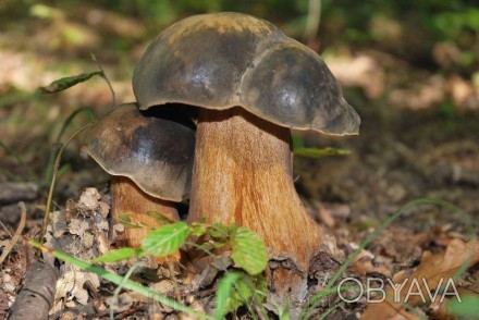 Описание
Белый гриб темно-бронзовый (Boletus aereus). Его еще называют: бронзовы. . фото 1