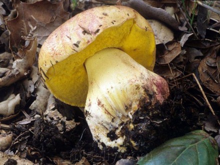 Мицелий Болета укоренённого, Boletus appendiculatus 100г.. Дніпро. фото 1 Мицелий Болета укоренённого, Boletus appendiculatus 100г.. Дніпро. фото 1