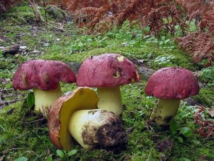 Мицелий Болета королевского, Boletus regius 100г.. Дніпро. фото 1 Мицелий Болета королевского, Boletus regius 100г.. Дніпро. фото 1
