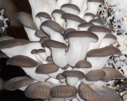 Зерновой живой Мицелий Вешенки обыкновенной серой, Pleurotus sajor-caju 100г.. Дніпро. фото 1 Зерновой живой Мицелий Вешенки обыкновенной серой, Pleurotus sajor-caju 100г.. Дніпро. фото 1
