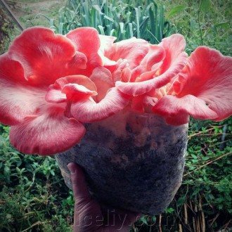 Зерновой живой Мицелий Вешенки розовой, Pleurotus djamor 100г.. Дніпро. фото 1 Зерновой живой Мицелий Вешенки розовой, Pleurotus djamor 100г.. Дніпро. фото 1