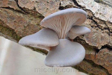 Зерновой живой Мицелий Вешенки морское ушко, Pleurotus abalonus 100г.. Дніпро. фото 1 Зерновой живой Мицелий Вешенки морское ушко, Pleurotus abalonus 100г.. Дніпро. фото 1