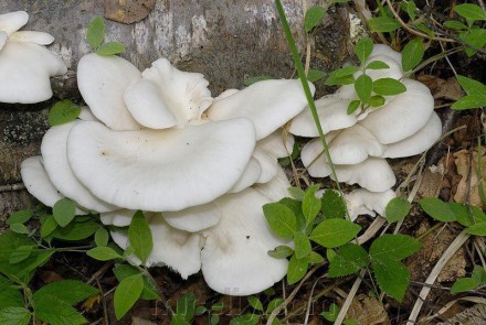 Зерновой живой Мицелий Вешенки белой, Pleurotus pulmonarius 100г.. Дніпро. фото 1 Зерновой живой Мицелий Вешенки белой, Pleurotus pulmonarius 100г.. Дніпро. фото 1