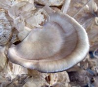 Зерновой живой Мицелий Вешенки флоридской, Pleurotus ostreatus Florida 100г.. Дніпро. фото 1 Зерновой живой Мицелий Вешенки флоридской, Pleurotus ostreatus Florida 100г.. Дніпро. фото 1
