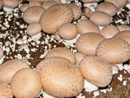 Зерновой живой Мицелий Шампиньона королевского, Agaricus bisporus 100г.. Дніпро. фото 1 Зерновой живой Мицелий Шампиньона королевского, Agaricus bisporus 100г.. Дніпро. фото 1