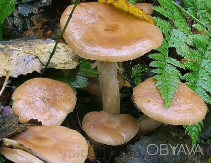 Описание
Опёнок луковичноногий, лат. Armillaria cepistipes - вид грибов, включен. . фото 1